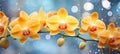 Vibrant yellow orchid on enchanting bokeh background with generous text space on the left