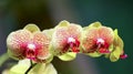 Vibrant yellow orchids