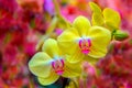 Vibrant yellow phalaenopsis blume pink orchids with abstract background