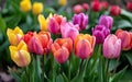 Vibrant Yellow and Pink Tulips Blooming in a Lush Garden During Springtime Royalty Free Stock Photo