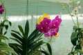 Vibrant yellow and purple orchid flowers blooming in the garden Royalty Free Stock Photo
