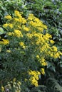 A vibrant yellow Ragwort plant