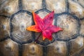 Vibrant yellow and red autumn colored leaf on a turtle shell Royalty Free Stock Photo