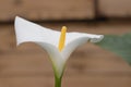 Vibrant yellow and red calla lilies, over nature background Royalty Free Stock Photo