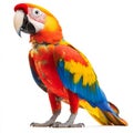 vibrant yellow and red macaw parrot with blue wings, isolated on white Royalty Free Stock Photo