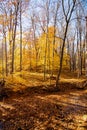 Vibrant yellow and red maple leaves at nature trail park in Rochester, Upstate New York, US, beautiful thick carpet of autumn leaf Royalty Free Stock Photo