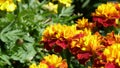 Vibrant Yellow and Red Marigolds in Sunshine