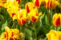 Vibrant yellow and red tulips with water drops, flowerbed after rain postcard Royalty Free Stock Photo
