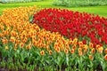 Vibrant yellow and red tulips with water drops, flowerbed after rain postcard Royalty Free Stock Photo