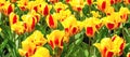 Vibrant yellow and red tulips with water drops, flowerbed after rain postcard Royalty Free Stock Photo