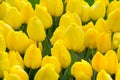 Vibrant yellow and red tulips with water drops, flowerbed after rain postcard Royalty Free Stock Photo