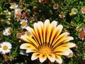 Vibrant yellow, red and white flower with green leaves and other flowers Royalty Free Stock Photo