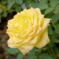 Yellow rose flower top view closeup in the garden Royalty Free Stock Photo