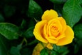 A vibrant yellow rose surrounded by lush green leaves, some of which are speckled with water droplets Royalty Free Stock Photo