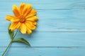 Vibrant yellow sunflower on blue wooden background Royalty Free Stock Photo
