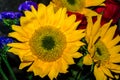 Vibrant yellow sunflower petals Royalty Free Stock Photo