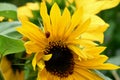 Vibrant yellow sunflower with a few ladybugs perched around its center, surrounded by green foliage Royalty Free Stock Photo