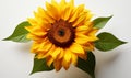Yellow Sunflower With Green Leaves on White Background Royalty Free Stock Photo