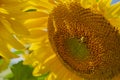 Vibrant yellow sunflower macro with bumblebee gathering pollen Royalty Free Stock Photo