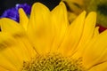 Vibrant yellow sunflower petals Royalty Free Stock Photo