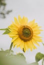 Vibrant yellow flower sunflower in a dreamy sunlight