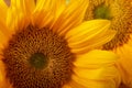 Vibrant yellow sunflowers close-up Macro.