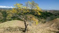 Vibrant yellow tree stands tall against a landscape of lush green mountains in Jimenez, Costa Rica