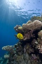 Vibrant yellow tropical fish