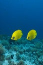 Vibrant yellow tropical fish