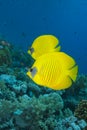 Vibrant yellow tropical fish