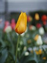 Vibrant yellow tulip amongst a variety of colorful blooms in a lush garden setting