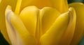 Close-up of a Yellow Tulip Royalty Free Stock Photo