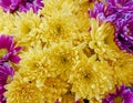 Vibrant yellow and violet chrysanthemum flowers bunch top view closeup as a natural background. Royalty Free Stock Photo