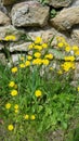 Vibrant yellow wild flowers