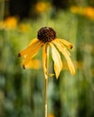 Vibrant yellow yellow coneflower flower blooms in a picturesque field