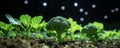 Vibrant young broccoli plants thrive under a night sky, illuminated by soft, outoffocus lights Royalty Free Stock Photo