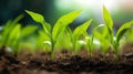 Vibrant young corn plants, close up shot Royalty Free Stock Photo