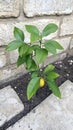 Young Lemon Tree by Brick Wall Good Resolution Stock Photo Royalty Free Stock Photo