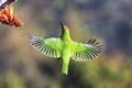VibrantGolden-fronted Leafbird Hovering in Flight Near Bright Orange Flower Royalty Free Stock Photo