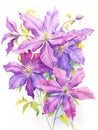 Vibrantly Blooming Watercolor Clematis Vine Flowers AI Generated Royalty Free Stock Photo