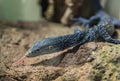 A Blue Monitor Lizard