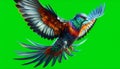 a vibrant flying bird with colorful feathers on green background Royalty Free Stock Photo