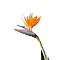 Colorful bird of paradise flower closeup on a white background Royalty Free Stock Photo