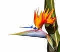 Colorful bird of paradise flower closeup on a white background Royalty Free Stock Photo