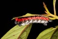 vibrantly colored caterpillar from the jungle forest of costa rica