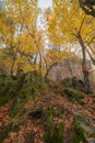 Vibrantly colored hiking trail on Vertiginous Ridge in fall Royalty Free Stock Photo