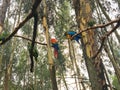 Vibrantly Colored Parrots in Jungle Trees
