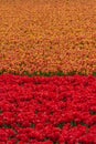 Vibrantly colourful Dutch tulip flower field in the Netherlands