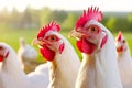 Vibrantly feathered free range chickens wander in the sunlight, surrounded by a rustic backdrop, capturing the essence of organic Royalty Free Stock Photo