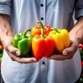 Farm-Fresh Bell Peppers: Farmer\'s Harvest